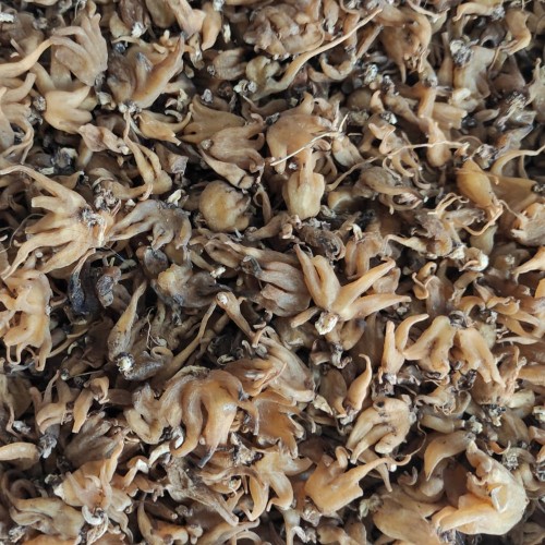 Beş Parmak Salep 1 Kg